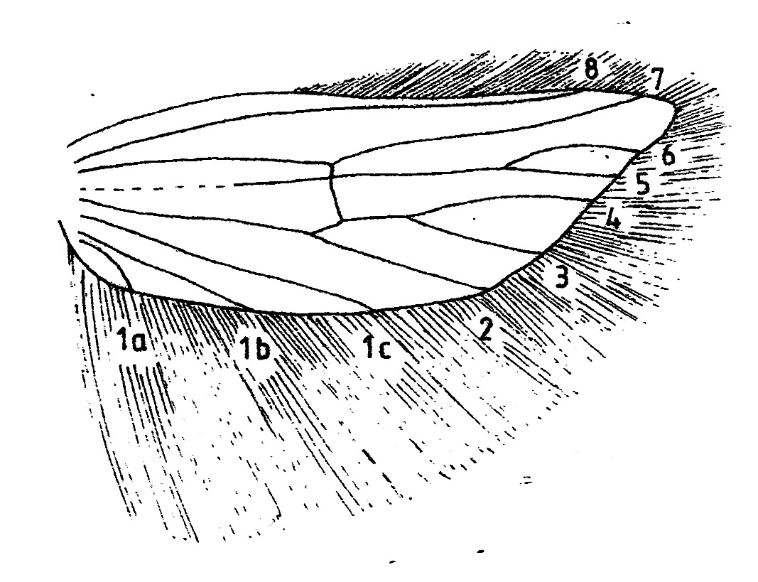 Hindwing with venation and cilia of Acrolepiopsis assectella (Plutellidae).